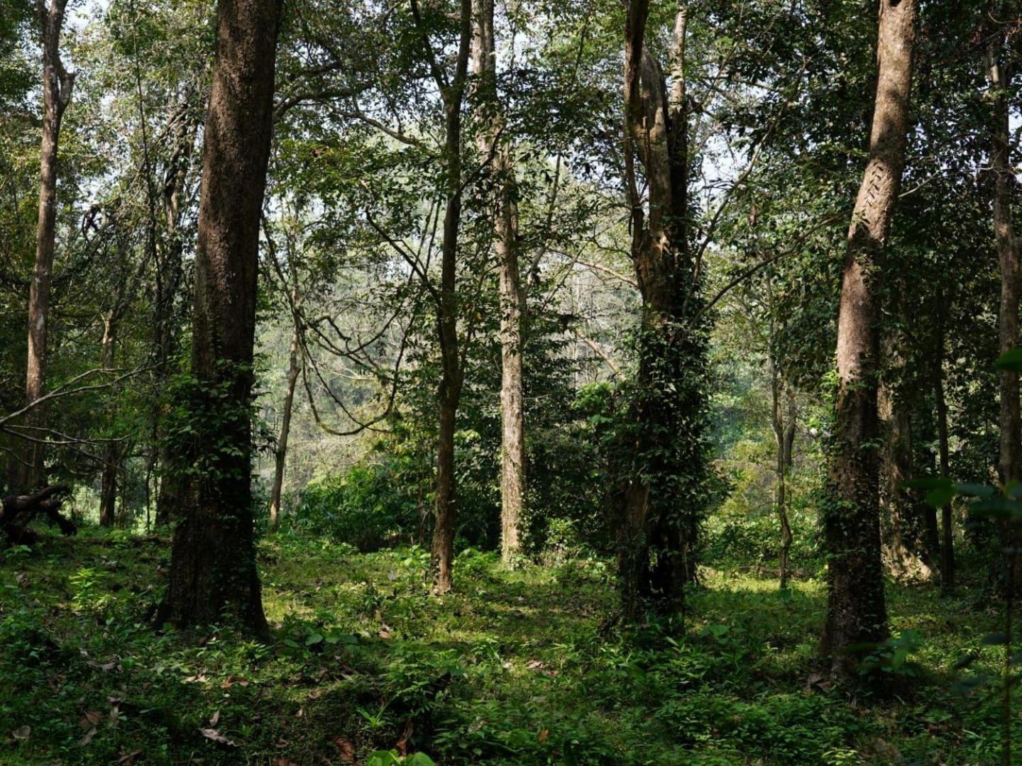 Sanjeevini Life Care Village - A Science Based Non - Invasive Holistic Wellness Destination Kochi Esterno foto